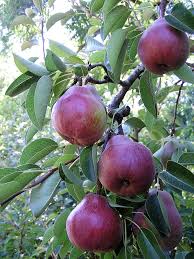 We did not find results for: Red D Anjou Oregon 1950 S Fruit Tree Nursery Fruit Trees Country Gardening