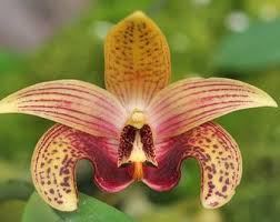 Image result for Podangis dactyloceras