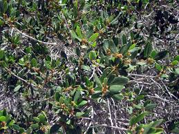 Image result for Rhamnus staddo