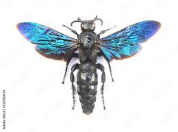 Image result for Melhania velutina