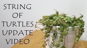 An ihnen kann man den verlauf der jahreszeiten von der hausbaum unterpflanzen. Pflanzen Baume Straucher Peperomia Prostrata String Of Turtles 6 Plant Cuttings To Root Garten Terrasse Freezer Labels Com