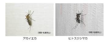 Sep 07, 2017 · 蚊刺過敏症の症状 刺された箇所がひどく腫れ、発熱やリンパ節が腫れるなどの全身症状があらわれます。 また、刺された部位は血ぶくれからかさぶた、はんこん（刺された痕）に。 èšŠã‚„ãƒ–ãƒ¦ å¤ã®è™«åˆºã•ã‚Œ å­ã©ã‚‚ã¯ ã‹ãå£Šã— ã«è¦æ³¨æ„ æœæ—¥æ–°èžãƒ‡ã‚¸ã‚¿ãƒ«