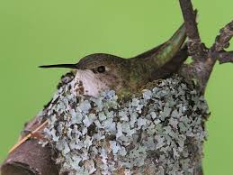 The female hummingbird will usually lay 2 eggs in the hummingbird nest, sometimes only 1. How Hummingbirds Use Spider Silk To Build Better Nests