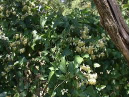 Image result for Clematis brachiata