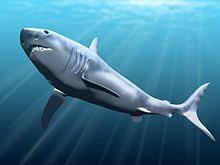 Megalodon Wikipedia