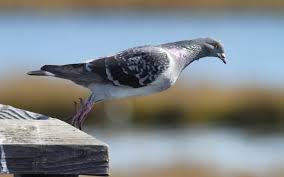 930 likes · 1 talking about this. Bird Nature Macro Pigeon Wallpapers Hd Desktop And Mobile Backgrounds