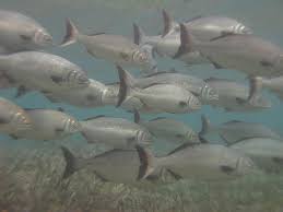 Rottnest Island Wildlife Buffalo Bream