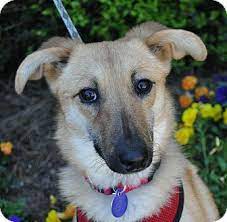 Maybe you would like to learn more about one of these? Atlanta Ga Collie Sheltie Shetland Sheepdog Mix Meet Nala A Puppy For Adoption Puppy Adoption Shetland Sheepdog Pets