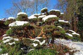 Japon Cami Cam Agaci Kar Karli Agac Kis Japon Bahcesi Park Dizayn Kultur Bahcecilik Amstelpark Pikist