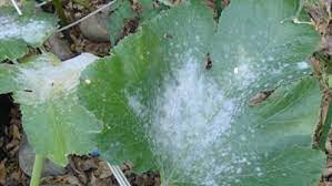 Powdery mildew resembles white powder. Simple Steps To Prevent Powdery Mildew Finegardening
