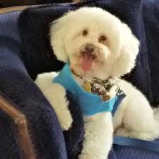Village pet hospital is located in redondo beach city of california state. P V Village Pet Hospital Home Facebook