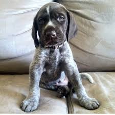 German Short Hair German Shorthair Cute Little Animals Pointer Puppies