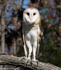 Melanie Mask Up Save A Life See On Twitter Since Always Barn Owls I Think These Are Baby Barn Owls Have Really Long Legs Photo Yoinked From Https T Co 4yyhqcy7uz Https T Co Yr5orfuvnc This includes captioned images, memes, & demotivational posters. baby barn owls