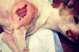The symbolism in dog tattoos. Anger After Tattoo Artist Inks Sedated Dog