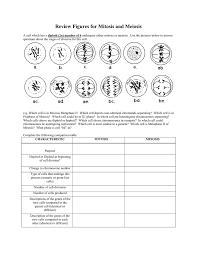 We have worked very hard on powerpoints/games/worksheets, etc to make this a resource for our. Review Figures For Mitosis And Meiosis
