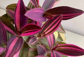 Image result for Tradescantia pallida