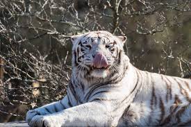 See more ideas about tiger, tiger cub, animals beautiful. White Tiger Facts Cool Kid Facts