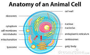 Scientists have divided the process into 5 phases, each characterized by important events, but these divisions are still arbitrary. Similaritys And Differences Of Plant And Animal Cells Lessons Blendspace