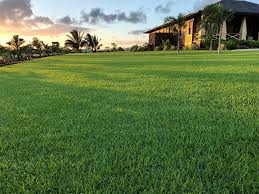Image result for Paspalum