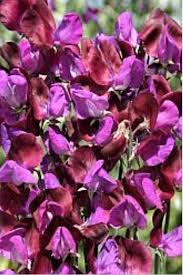 Image result for Lathyrus odoratus