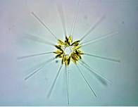 Science Saturday: Microworld