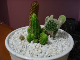 Los mini cactus por lo general producen flores con colores muy brillantes. Cactus Enanos Mapio Net