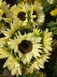 Explore our excellent gallery of more than 9,000 beautiful sunflower images and pictures. White Sunflowers Wholesale Flowers Diy Wedding Flowers