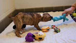 They can't wait to meet you! Many Puppies To Be Available For Adoption At The Cascades Humane Society In Jackson Youtube