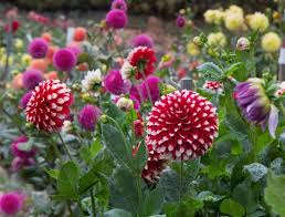 Ampelschirme Gunstig Online Kaufen Bestellen Herbstblumen Fruhlingspflanzen Sommergarten