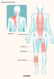 Anatomy chart courtesy of fcit. How Many Muscles Are In The Human Body Plus A Diagram