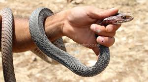 Destressss With An Indonesian Snake Massage Capital News