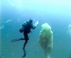Free for commercial use no attribution required high quality images. Coming Soon To A Beach Near You Sea Snot Sea Pictures Animals Sea