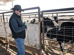 State Of Utah Brand Instructor Chris Chambers Works At The Smithfield Livestock Auction In Smithfield Utah Photo By Jenni Ranch Life Cattle Brands Livestock