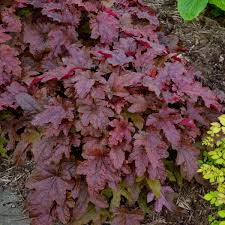 Check spelling or type a new query. Photo Essay Extremely Attractive Foliage Perennial Resource