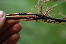 Image result for Oxycaryum