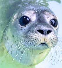 Pin By Danielle On Adorable Animalsss Cute Animals Animals Beautiful Weird Animals