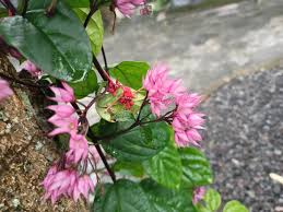 Image result for Clerodendrum poggei