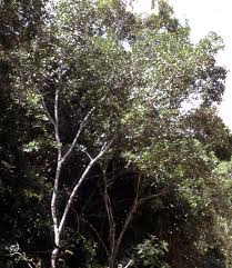 Image result for Maytenus undata