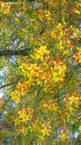 Image result for Parkinsonia aculeata