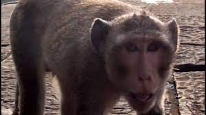 Monkey go happy is a free online game series that takes place in different places and settings, but they are all united by a common theme — a crying monkey driven by the goal to solve the puzzles. Monkeys In Cambodia Sitting With Wild Monkeys Youtube