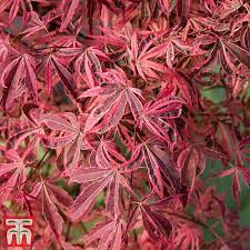 The colors of their leaves in the fall is amazing! Acer Palmatum Shirazz Thompson Morgan