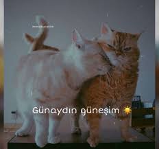Kedi Sozleri Tumblr