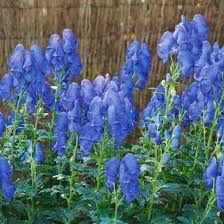 Herbst Eisenhut Arendsii Blau 11 Cm Topf Winterharte Stauden Pflanzen Gartenstauden