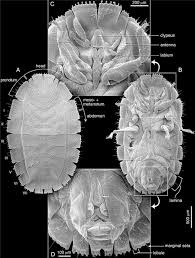 Image result for Cadaba termitaria