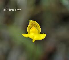 Image result for Utricularia  intermedia