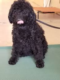 I have an exceptional litter of black and white parti standard poodle pups four males and one female available. Trained Black Standard Poodle Puppy Man S Best Friend