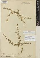 Image result for Blepharis integrifolia