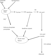 Pathophysiology Of Acute Renal Failure Following Tumor Lysis Syndrome Download Scientific Diagram