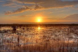 In addition to operating as a wholesale nursery, ec's nursery is an integral part of our education and restoration endeavors. Four Types Of Wetlands Dickinson County Conservation Board
