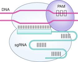 Ji̇̀s tỹliai niūniãvo pam̃ pam̃ pam̃ … bendrinėslietuviųkalbosžodynoantraštynas. Pam Less Is More Nature Methods